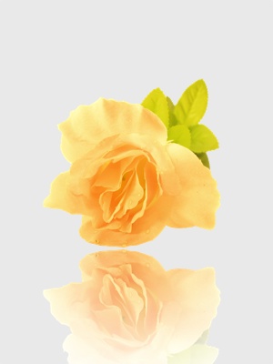 rose-yellow