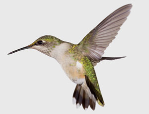 Hummingbird